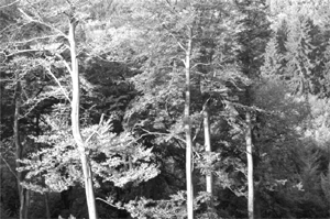 Mischwald im Sauerland: Das Nebeneinander verschiedener Baumarten ist gegenüber Schädlingen am wenigsten anfällig und entspricht auch dem natürlichen Wald, der einst Mitteleuropa bedeckte 